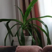 گل برگ موزی ۵ساله