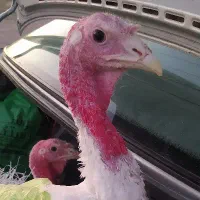 بوقلمون گوشتی|حیوانات مزرعه|خوسف, |دیوار