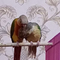 دو عدد طوطی گرینچیک سخنگو|پرنده|اهواز, ۲۰۰۰واحدی|دیوار