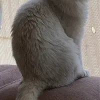 فروش دو گربه ny11|گربه|کرج, گوهردشت|دیوار