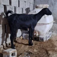 بز سومال با بچه نر وکهره داشتی|حیوانات مزرعه|قشم, |دیوار