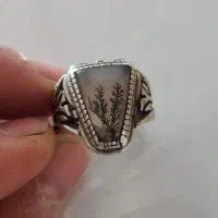 شجر قائن بسیار زیبا