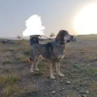 واگذاری سگ پژدر