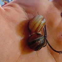 مهره گبری