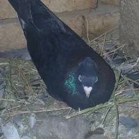 زاغ ابادانی ماده