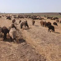 ۱۵۰ تا گوسفند جوان ابستن جفتی۴۶میلیون تومان|حیوانات مزرعه|تاکستان, |دیوار