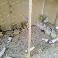کبوتر|پرنده|اصفهان, شهرستان|دیوار