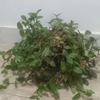 گل طبیعی|گل و گیاه طبیعی|شیروان (خراسان), |دیوار
