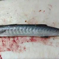 ماهی دریایی تازه|ماهی|کاشان, ملک آباد|دیوار