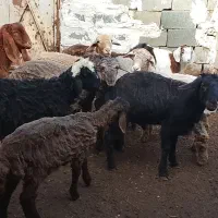 بره نر پایه پروار