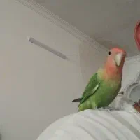 طوطی برزیلی