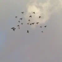 ۲۵ عدد کبوتر|پرنده|ضیاء آباد, |دیوار