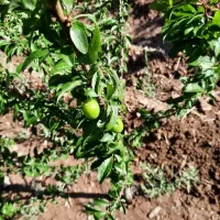 زمین-کهک-1500-متر