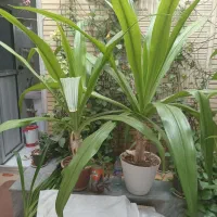 گل ذرتی ۲عدد|گل و گیاه طبیعی|شیراز, مسلم|دیوار