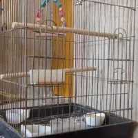 قفس پرنده سایز بزرگ کاسکو و طوطی|لوازم جانبی حیوانات|سمنان, |دیوار