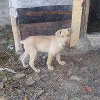 توله سگ|سگ|آسارا, |دیوار