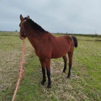 کره نریان|اسب و تجهیزات اسب‌سواری|چوبر, |دیوار