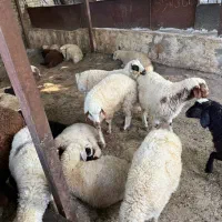 گوسفند زنده با گوشت مرغوب و ذبح حلال|حیوانات مزرعه|تهران, ونک|دیوار