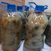 خیارشور همدان