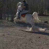 اسب سیلمی زیبا|اسب و تجهیزات اسب‌سواری|اردبیل, |دیوار