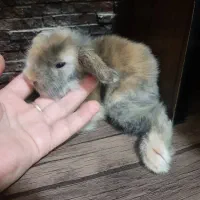 بچه خرگوش لوپ ترکیش. مینیاطوری خانگی