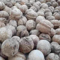 ۱۳هزار گردو تازه همه باهم فروخته میشه