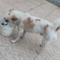 باهوش تدی