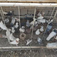 کبوتر تهرانی درجه یک