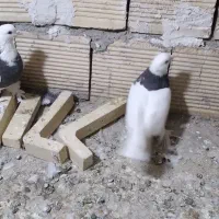 کبوتر طوقی|پرنده|خوانسار, |دیوار