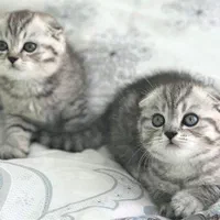 بچه گربه پا کوتاه اپارتمانی