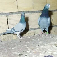 کفتر|پرنده|یزد, |دیوار