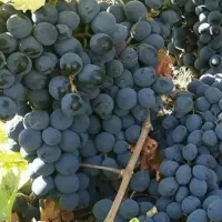 پیش فروش نهال انگور سردشت سیاه|خدمات باغبانی و درختکاری|جعفرآباد, |دیوار