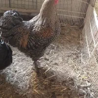 خروس نژاد برهما و امروک