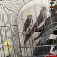 یک جفت عروس هلندی مولد صحیح و سالم و درشت|پرنده|قم, گلزار|دیوار