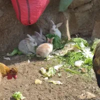 بچه خرگوش