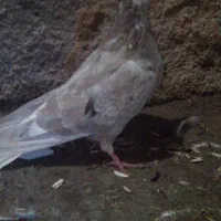 ماده دمسفید