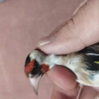 درحد4دونگ بخون