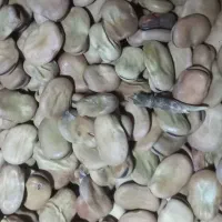 بذر باقلا هیستال نمونه.هشت بند..|خدمات باغبانی و درختکاری|علیآباد کتول, |دیوار