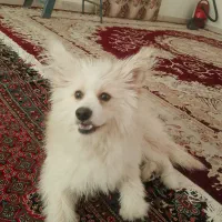 سگ پامر|سگ|ایلام, |دیوار