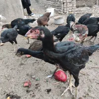 جوجه مرغ و خروس لاری|حیوانات مزرعه|مشهد, امیریه|دیوار