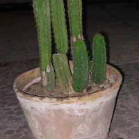 گل وگیاه کاکتوس