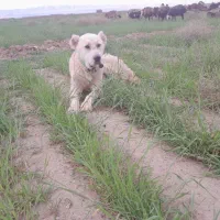 سگ گله 10 ماهه