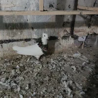 کبوتر طوقی|پرنده|پرند, فاز ۳|دیوار