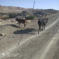 گاو و گوساله نر|حیوانات مزرعه|سراوان, |دیوار