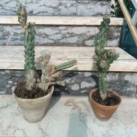 گل و کاکتوس|گل و گیاه طبیعی|نیشابور, بلوار گلها|دیوار