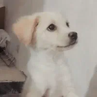 سگ پشمالو نژاد دار واگذاری