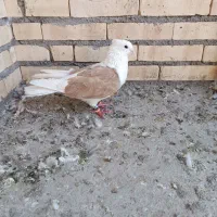 شهری سبز،یاهو زرد،دوکت زرد کاکلی،مغنا کاکلی|پرنده|شوشتر, |دیوار