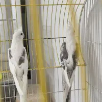 عروس هلندی دوکت راهب گرینچک|پرنده|شیراز, شهرک والفجر|دیوار