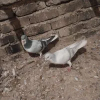 سلام دوستان گرامی جفت نرتیره یه گل دم داره|پرنده|اقبالیه, |دیوار