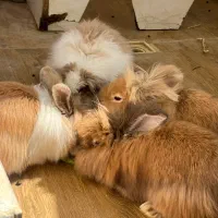 خرگوش نر و ماده